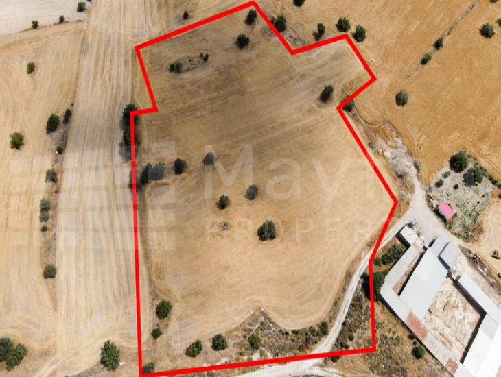 Shared field in Anglisides, Larnaca