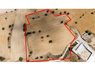 Shared field in Anglisides, Larnaca